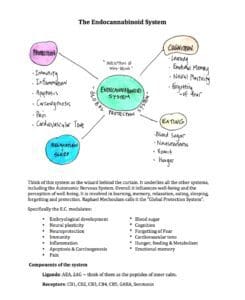 Endocannabinoid System Handout