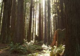 Elders in the Forest