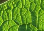 comfrey leaf