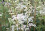 Meadowsweet