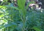 nettle flower